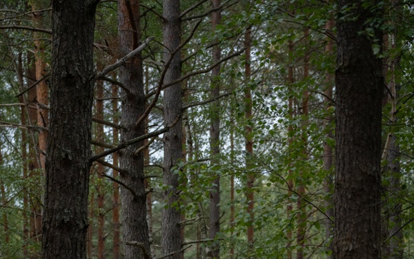 A single soldier in full combat gear is standing in a mixed forest environment, appearing to be on patrol or conducting a reconnaissance exercise. The soldier wears US Army MultiCam (OCP) camouflage uniform with visible rank insignia and unit patch on the left shoulder. The forest setting features tall pine and birch trees with dense undergrowth.
