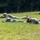Georgia ANG Leadership Symposium 2026 Multiple military personnel in camouflage uniforms and helmets are lying prone in a grassy field in a tactical formation. They appear to be conducting a field training exercise, with at least two individuals visibly holding rifles in the low-crawl position. The background consists of dense green treeline under bright daylight conditions.