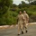 C3F conducts Chief pinning ceremony Two individuals wearing U.S. Navy Service Uniform (khaki/tan) are walking briskly along a paved path outdoors. Both are wearing ribbons and insignia on their uniforms, suggesting they are senior enlisted or officer personnel. The setting appears to be a military installation with natural vegetation and hillside terrain in the background.