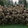 HHC, USAG Daegu Battle Drill Training