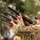 WWII Reenactors Deliver a 21 Gun Salute at the LT John S Thompson Bridge Ceremony, Operation Market Garden Commemorations 2026 A group of individuals dressed in WWII-era U.S. Army uniforms are performing a rifle salute or ceremonial volley fire. They are firing M1 Garand semi-automatic rifles upward at an angle, consistent with a military honors ceremony. A spent brass casing is visibly ejecting from the nearest rifle, indicating live or blank fire.