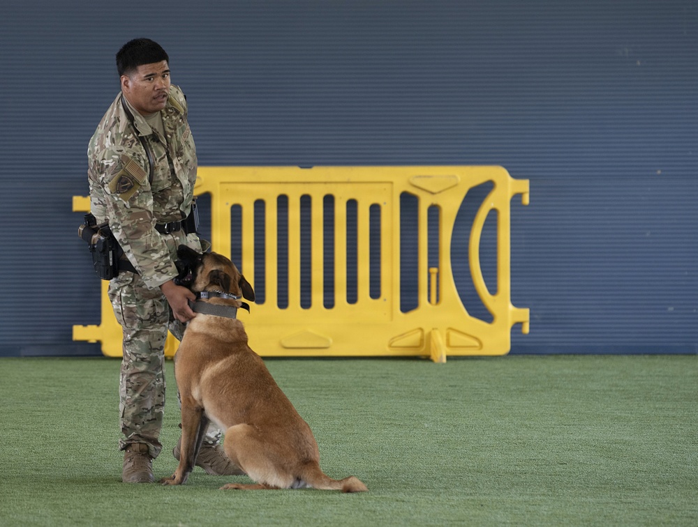 A military or law enforcement handler in MultiCam/OCP camouflage uniform is working with a Belgian Malinois military working dog (MWD) on an artificial turf surface. The dog is seated in a controlled position while the handler maintains physical contact with the animal. A yellow plastic crowd control barrier is visible in the background against a blue wall.