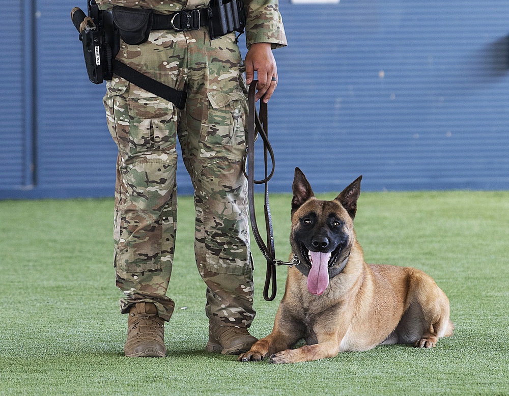 A military or law enforcement handler in multicam/OCP camouflage uniform stands beside a Belgian Malinois K9 dog on artificial turf. The dog is in a down-stay position, appearing alert and relaxed with its tongue out. The handler holds a dark leather leash connected to the dog's collar.