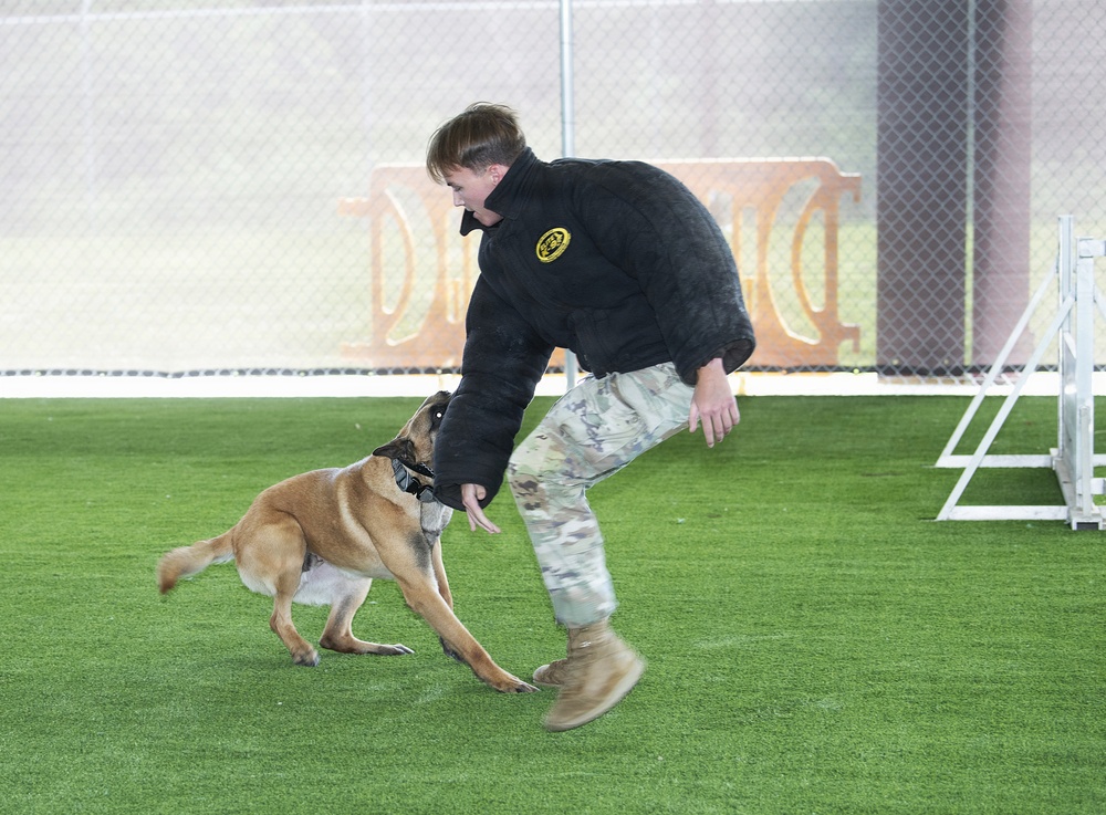 A person in military-style camouflage pants and a black jacket with a yellow emblem is engaged in a K9 training exercise with a Belgian Malinois on an artificial turf surface. The dog appears to be in an active pursuit or bite-work drill, lunging toward the handler's lower body. The setting appears to be an enclosed indoor or covered training facility.