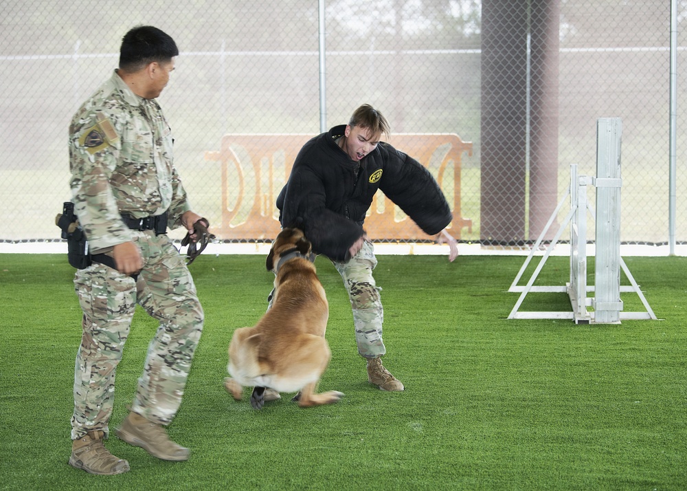 A military or law enforcement K9 training exercise is taking place on an artificial turf enclosed area. One handler in camouflage uniform holds a leash while a Belgian Malinois or similar working dog engages with a decoy/agitator wearing a black padded jacket and camouflage pants. The decoy appears to be reacting to the dog's bite or lunge during a controlled bite-work training scenario.