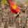 A U.S. Marine Corps military ceremony is taking place outdoors, likely at a base in a warm climate given the palm trees in the background. A Marine in the foreground holds a red guidon flag marked 'FMF' (Fleet Marine Force) with the Marine Corps Eagle, Globe, and Anchor emblem, alongside text reading 'CLB 15'. Rows of Marines in MARPAT camouflage uniforms are rendering salutes in formation behind the flag bearer.