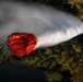 Oklahoma National Guard helps fight Arkansas wildfire