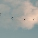 Fighting Soldiers From the Sky