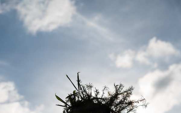 A dramatic silhouette photograph of a person wearing tactical/military gear with natural vegetation and foliage attached to their helmet as camouflage. The figure is photographed from a low angle against a partly cloudy blue sky, creating a strong backlit silhouette effect. The vegetation crown includes pine needles, leaves, and grass stems used for concealment purposes.