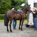 Two individuals wearing cowboy hats and jeans are tending to a dark bay horse beside a silver horse trailer on a gravel surface. The horse is fully saddled with a Western-style saddle, and one person is attending to the horse's head/bridle area while the other stands near its flank. The setting appears to be an outdoor equestrian or ranch environment with green trees and hedges in the background.