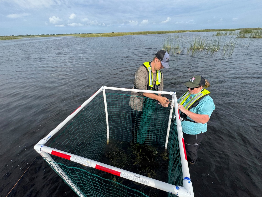 Small Plantings, Big Potential: USACE Launches Pondweed Pilot to Support Lake Okeechobee's Underwater Recovery