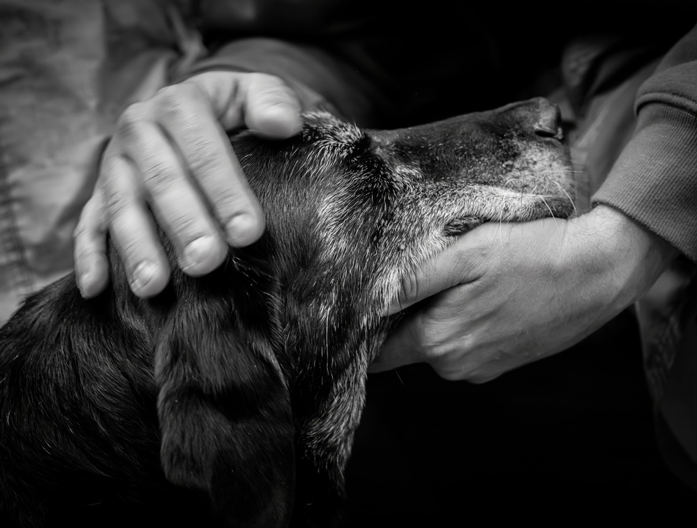 A Lifetime of Loyalty