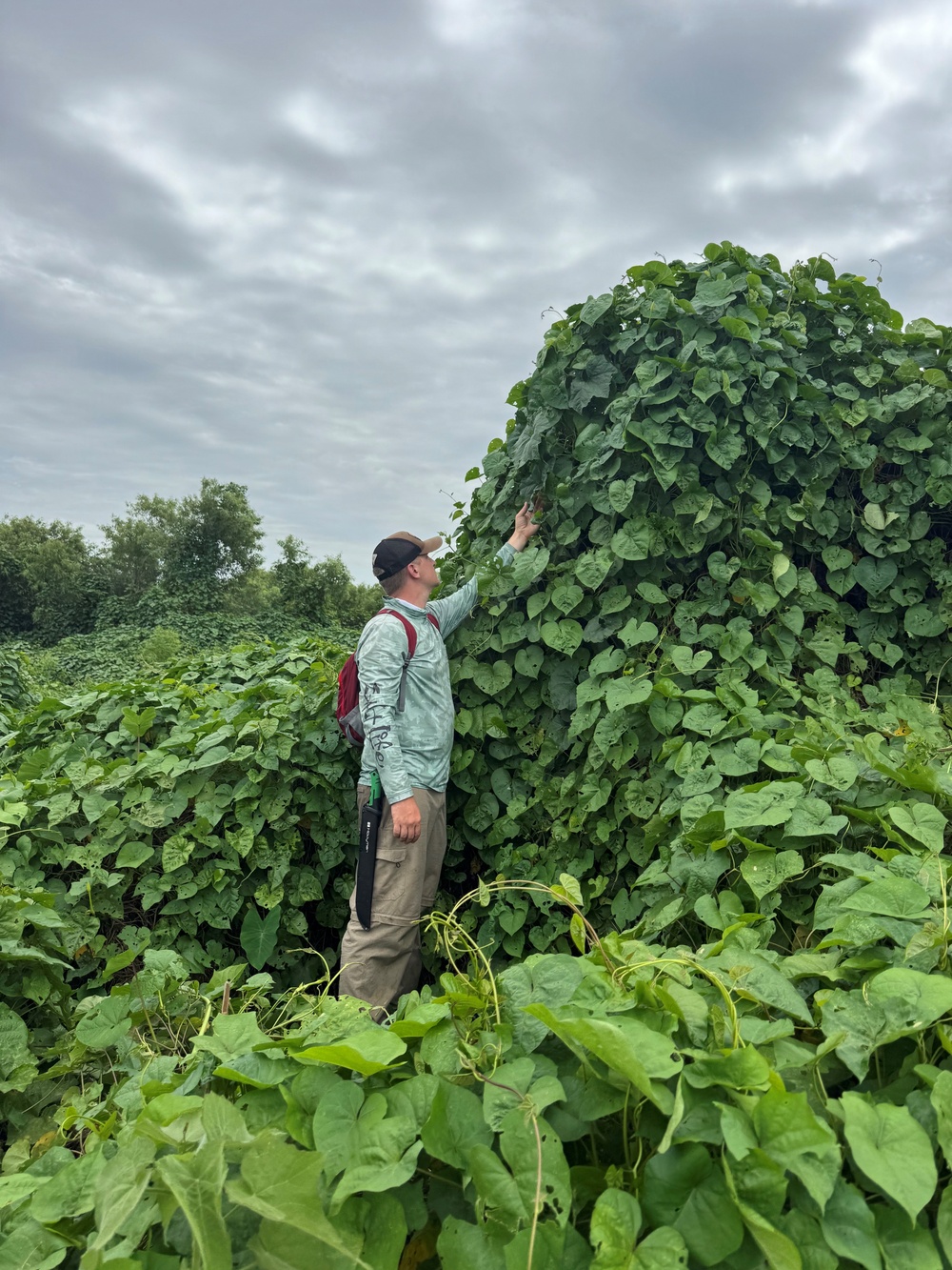 USACE lake operations support strong season for endangered Okeechobee gourd