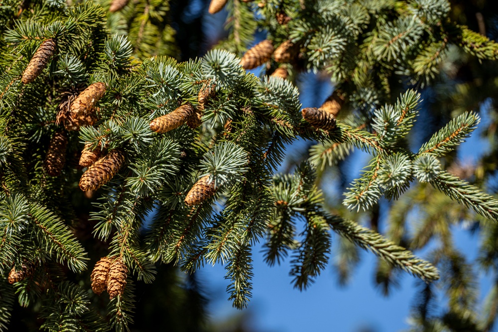 DVIDS - Images - 2026 Capitol Christmas Tree [Image 2 of 20]