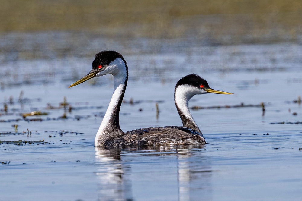 No need to be grebe – federal agencies share water between birds and other obligations