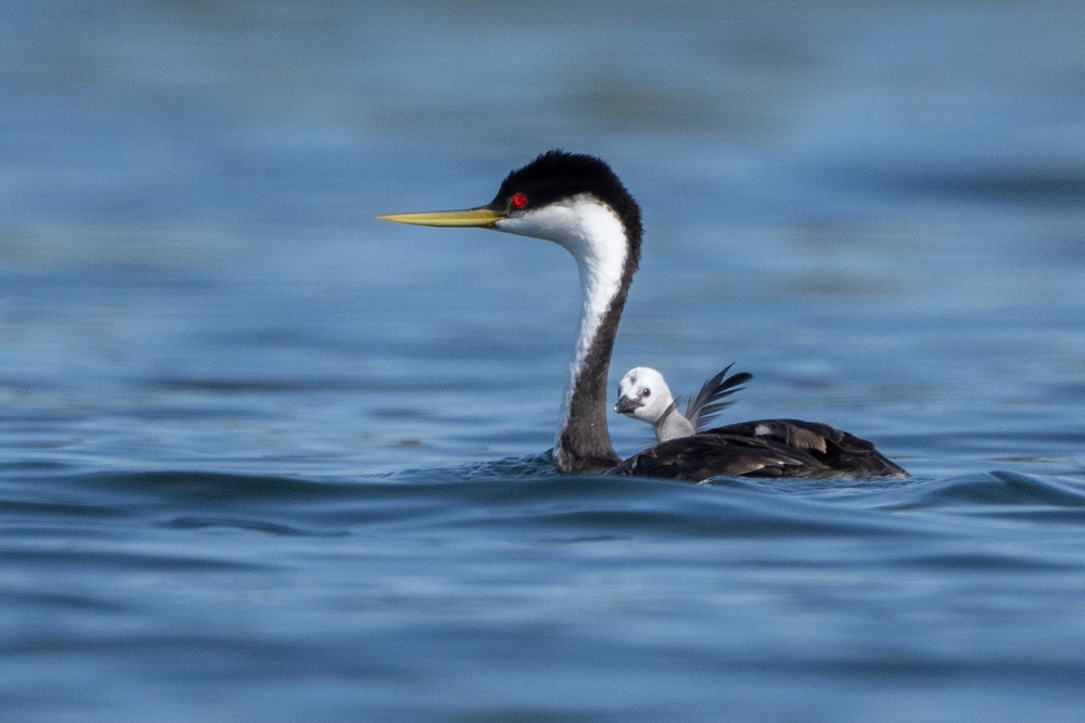 DVIDS - Images - Federal agencies share water between birds and other ...